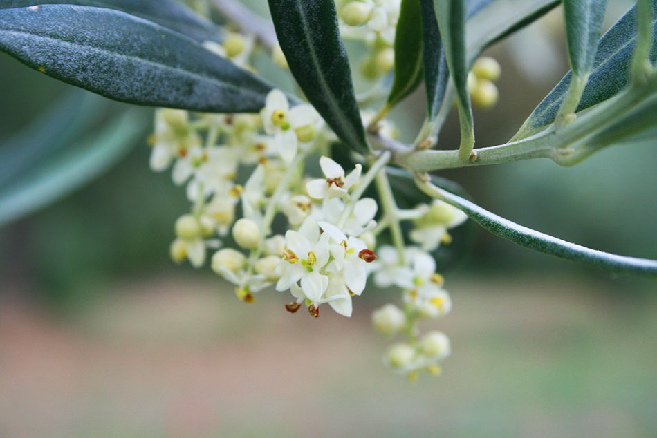 frantoio-umbria-olive-oil-torgiano