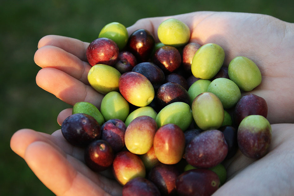 raccolta-olive-frantoio-umbria